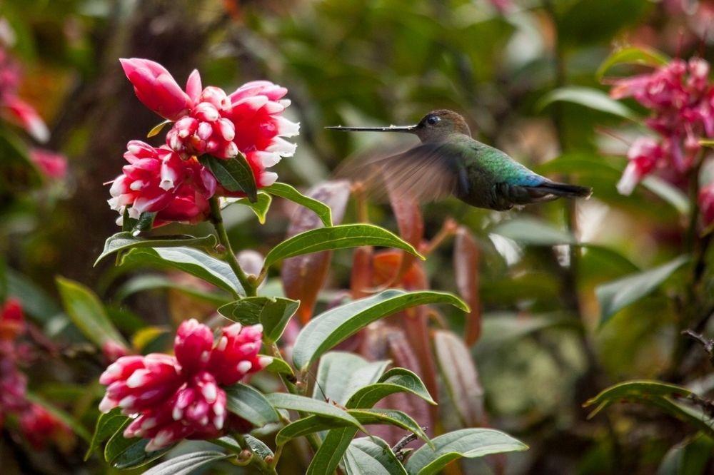 Paraiso Quetzal Lodge Tres de Junio Eksteriør billede