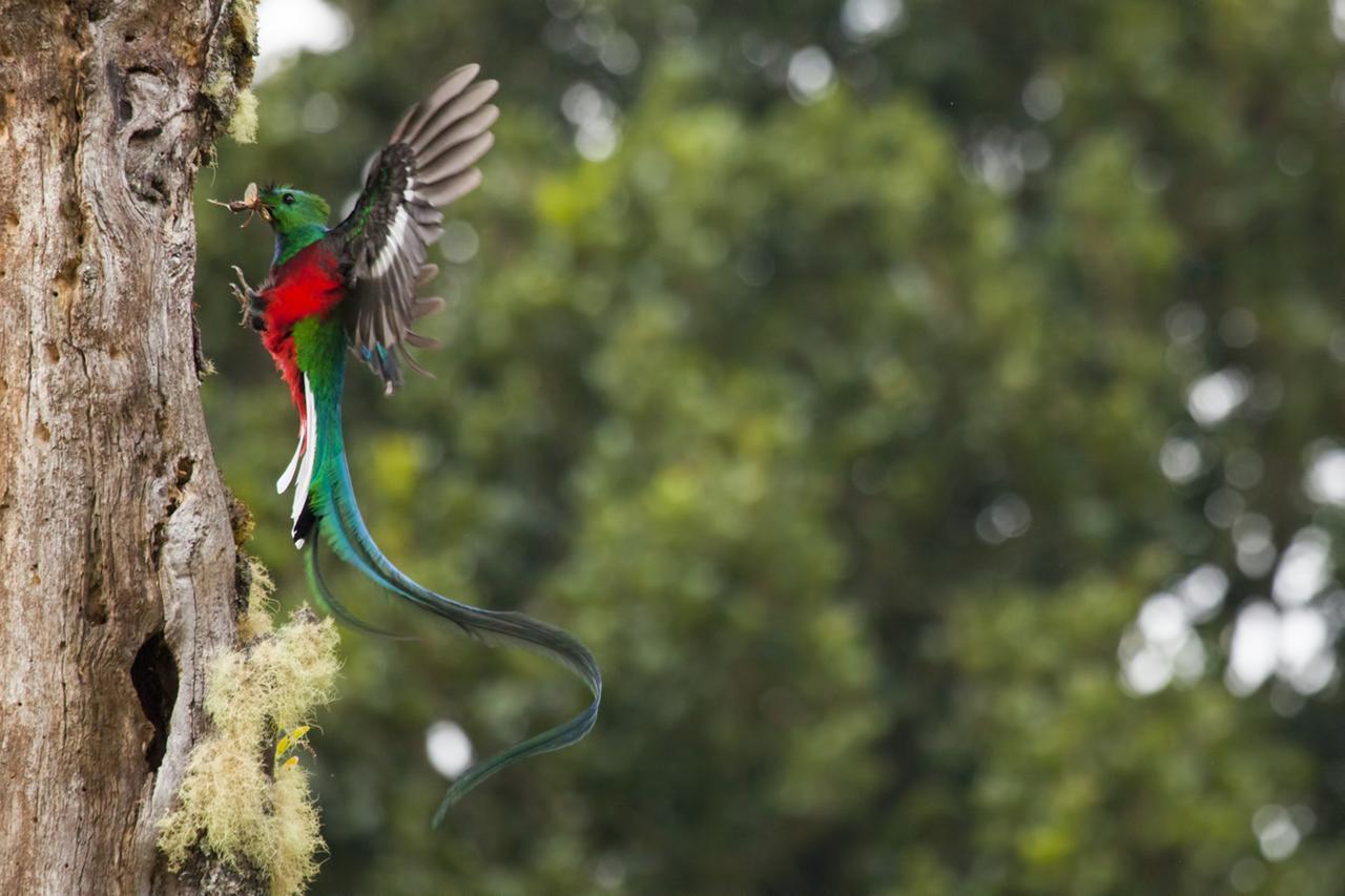 Paraiso Quetzal Lodge Tres de Junio Eksteriør billede