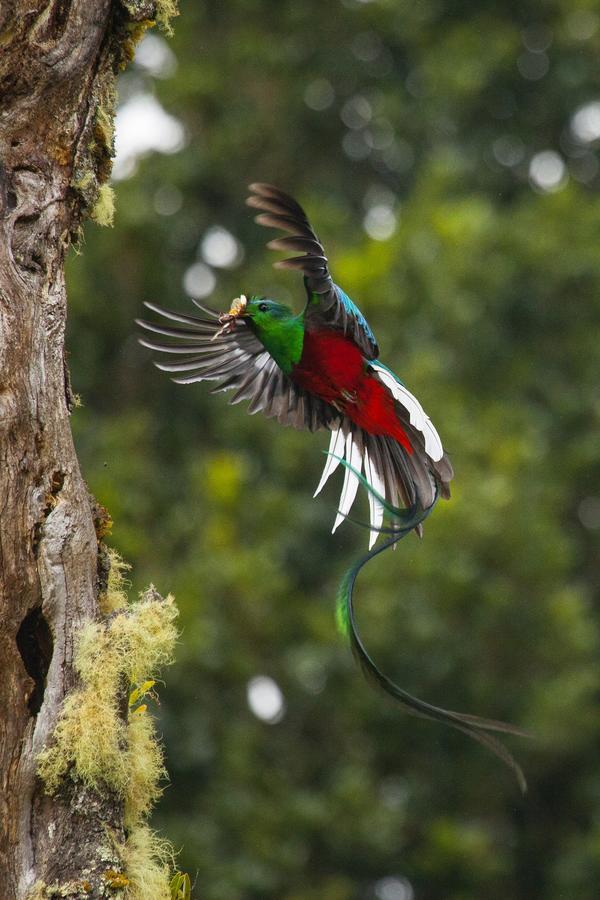 Paraiso Quetzal Lodge Tres de Junio Eksteriør billede