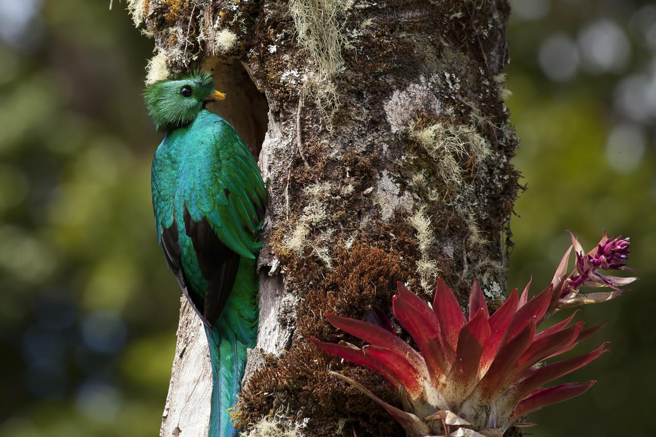 Paraiso Quetzal Lodge Tres de Junio Eksteriør billede